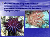 Морские звезды «терновый венец», питающиеся коралловыми полипами привели к сильным опустошениям на Большом Барьерном рифе.