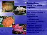 Здесь обитает более 400 видов кораллов. Большинство из них принадлежит к твёрдым кораллам —грибовидные кораллы, кораллы -мозговики. Окраска данных кораллов может быть от красной до темно-желтой.