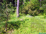 В лесах страны сосредоточены значительные природные ресурсы пищевых медоносных, лекарственных, технических и других хозяйственно-полезных растений. В основном заготавливается черника, клюква, брусника, голубика, рябина красная, груша дикая, калина. Ежегодно в Беларуси в среднем заготавливается около