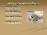 В Байкале встречается уникальное, типично морское млекопитающее - байкальская нерпа. Нерпа - это символ Байкала, единственный в мире тюлень, который живет в пресной воде. Распространена нерпа по всему Байкалу, но особенно широко в северной и центральной его частях. Нерпа любопытна и иногда подплывае