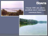 Свыше 1000 рек, речек, ручейков несут свои воды в великую Волгу. Волга