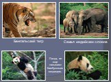 Панда, ее еще называют бамбуковым медведем. Семья индийских слонов. Бенгальский тигр