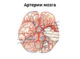 Артерии мозга