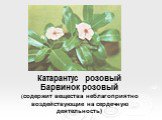 Катарантус розовый Барвинок розовый (содержит вещества неблагоприятно воздействующие на сердечную деятельность)