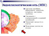 Эндоплазматическая сеть (ЭПС). Система мембран, образующих канальца, пузырьки, цистерны, трубочки Соединена с плазмолеммой и ядерной мембраной. Транспорт веществ в клетке Разделение клетки на отсеки