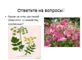 Ответьте на вопросы: Какое из этих растений относится к семейству зонтичные?
