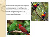 Радужные, или многоцветные, лорикеты получили название благодаря своей сияющей окраске. Эти попугаи легко привыкают к человеку и часто содержатся в неволе. Данные птицы сняты в их естественной среде обитания в Австралии. © Corel Professional Photos.