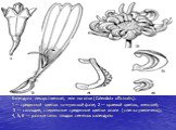 Календула лекарственная, или ноготки (Calendula officinalis). 1 — срединный цветок на мужской фазе; 2 — краевой цветок, женский; 3 — соплодие, стерильные срединные цветки опали (слегка увеличено); 4, 5, 6 — разные типы плодов семянок календулы