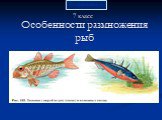 Особенности размножения рыб. 7 класс