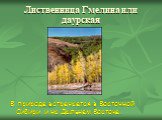 Лиственница Гмелина или даурская. В природе встречается в Восточной Сибири и на Дальнем Востоке.