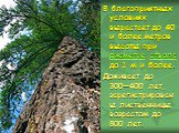 В благоприятных условиях вырастает до 40 и более метров высоты при диаметре ствола до 1 м и более. Доживает до 300—400 лет, зарегистрированы лиственницы возрастом до 800 лет.