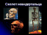 Скелет неандертальца