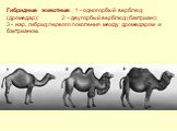 Гибридные животные: 1 - одногорбый верблюд (дромедар); 2 - двугорбый верблюд (бактриан); 3 - нар, гибрид первого поколения между дромедаром и бактрианом.