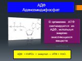 АДФ Аденозиндифосфат. В организме АТФ синтезируется из АДФ, используя энергию окисляющихся веществ. АДФ + H3PO4 + энергия → АТФ + H2O.