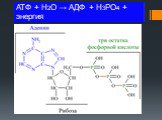 АТФ + H2O → АДФ + H3PO4 + энергия