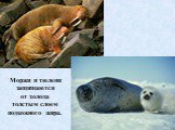 Моржи и тюлени защищаются от холода толстым слоем подкожного жира.