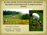 Весной и осенью отдыхают на болотах перелётные птицы. В наше время болота изучаются человеком. Изучается растительный и животный мир болот.