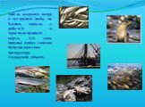 Гибель морского зверя и осетровой рыбы на Каспии связана с добычей и транспортировкой нефти. Об этом впервые прямо заявила природоохранная прокуратура Атырауской области.