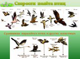 Скорости полёта птиц. Сравнение перелётов птиц и других животных