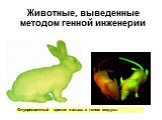 Животные, выведенные методом генной инженерии. Флуоресцентный кролик и мышь с геном медузы