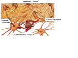 Нервная ткань Клетки-спутники Нервные клетки. Кровеносный сосуд