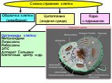 Схема строения клетки. Ядро с ядрышком. Цитоплазма (жидкая среда). Оболочка клетки (мембрана). Органоиды клетки: Митохондрии Лизосомы Рибосомы ЭПС Аппарат Гольджи Клеточный центр и др.