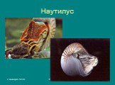 Наутилус