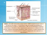 Дерма , или собственно кожа, представляет собой соединительную ткань и состоит из 2-х слоев — сосочкового слоя, на котором располагаются многочисленные выросты, содержащие в себе петли капилляров и нервные окончания, и сетчатого слоя, содержащего кровеносные и лимфатические сосуды, нервные окончания