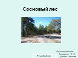 Сосновый лес. Автор-составитель Большаков С. В. учитель биологии