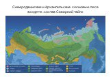 Северодвинские и Архангельские сосновые леса входят в состав Северной тайги