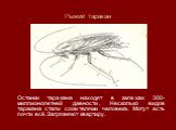 Рыжий таракан. Останки таракана находят в залежах 300-миллионолетней давности. Несколько видов таракана стали сожителями человека. Могут есть почти всё. Загрязняют квартиру.