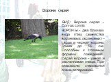 Ворона серая. ВИД: Ворона серая - Corvus cornix ВОРОНЫ - два близких вида птиц семейства вороновых (врановых) - серая и черная вороны. Длина до 56 см. Способны к сложным формам поведения. Серая ворона - умная и расчетливая птица. При опасности становится очень осторожной.