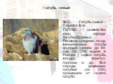 Голубь сизый. ВИД: Голубь сизый - Columba livia ГОЛУБИ - семейство птиц отряда голубеобразных. Размеры средние, лишь венценосные голуби крупные (длина до 89 см). Ок. 290 видов; в России - сизый голубь, вяхирь, клинтух, горлицы и др. Все породы домашних голубей (ок. 450) произошли от сизого голубя.