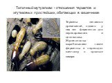 Типичный мутуализм - отношения термитов и жгутиковых простейших, обитающих в кишечнике. Термиты питаются древесиной, однако у них нет ферментов для переваривания и целлюлозы. Жгутиконосцы вырабатывают такие ферменты и переводят клетчатку в простые сахара.