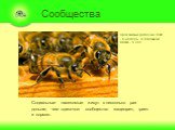 Сообщества. Социальные насекомые живут в несколько раз дольше, чем одиночки: сообщество защищает, греет и кормит. Срок жизни рабочих пчёл - 6 недель, а пчелиной матки - 5 лет.