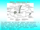 Часть рефлекторной дуги какого-либо рефлекса всегда располагается в определенном участке центральной нервной системы и состоит из вставочных и исполнительных нейронов. Это и есть нервный центр данного рефлекса. Иными словами, нервный центр — это объединение нейронов, предназначенное для участия в вы