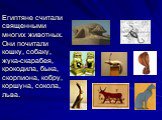 Египтяне считали священными многих животных. Они почитали кошку, собаку, жука-скарабея, крокодила, быка, скорпиона, кобру, коршуна, сокола, льва.