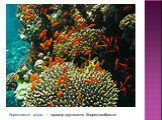Коралловые рифы — пример хрупкости биоразнообразия