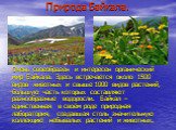 Природа Байкала. Очень своеобразен и интересен органический мир Байкала. Здесь встречается около 1500 видов животных и свыше 1000 видов растений, большую часть которых составляют разнообразные водоросли. Байкал – единственная в своём роде природная лаборатория, создавшая столь значительную коллекцию