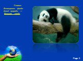 Символ Всемирного фонда дикой природы — большая панда.
