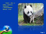 Панда— одно из редких животных, занесенных в Международную Красную книгу.