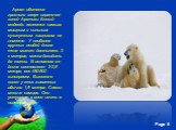 Ареал обитания грозного зверя ограничен зоной Арктики. Белый медведь является самым мощным и сильным сухопутным хищником на планете. У наиболее крупных особей длина тела может достигать 3-х метров, масса доходить до тонны. В основном же длина составляет 2-2,5 метра, вес 450-500 килограмм. Высота в х
