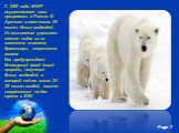 С 1988 года WWF осуществляет свои программы в России. В Арктике живет около 25 тысяч белых медведей. Их выживанию угрожает таяние льдов из-за изменения климата, браконьеры, загрязнение океана. Как предупреждает Всемирный фонд дикой природы, популяция белых медведей, в которой сейчас около 20-25 тыся
