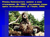 Птенец белохвостого орлана в зоне отчуждения. До 1986 г. эти редкие птицы здесь не встречались (С. Гащак, 2004)