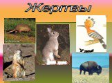 Жертвы Дикий кролик Броненосец Зубр Удод Суслик