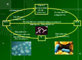 SO42- H2S. Сера в организмах (S-H-группы). S. Анаэробные сульфатредуцирующие бактерии Desulfovibrio. поглощение. аэробные редуценты. Анаэробные редуценты. Окисление (Thiobacillus). Окисление - спонтанное или серобактериями Chromatium