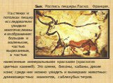 На стенах и потолках пещер исследователи увидели многочисленные изображения: большие и маленькие, частью вырезанные, а частью. нанесенные минеральными красками (краски из цветных камней). Это олени, бизоны, кабаны, дикие кони; среди них можно увидеть и вымерших животных: длинношерстных мамонтов, саб