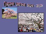 Праздник цветения вишни - сакуры