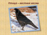 Птица – вестник весны