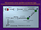 Механизм подстройки осциллятора. NMDA глутамат . . . Ca 2+ in повышается. Фосфорилированный CREB. Активация транскрипции. C-fos C-Fos Per Перезапуск ритма. Фосфорилировa-ние CREB. В ядро